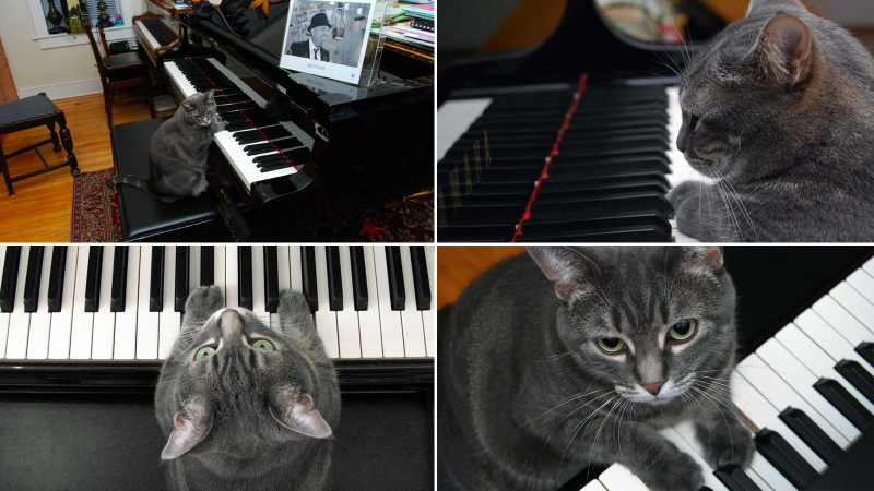 Illustration for article titled 19 Adorable Animals Using Technology Adorably